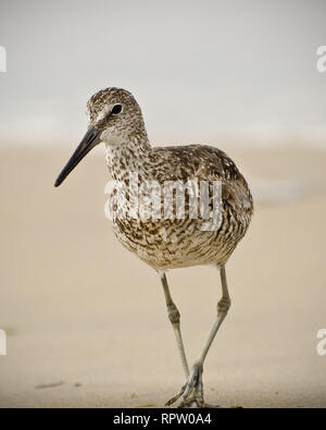 Willet (Catoptrophorus semipalmatus) Spaziergänge am Strand, Playa del Rey, CA, USA. Stockfoto