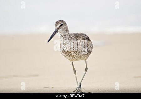 Willet (Catoptrophorus semipalmatus) Spaziergänge am Strand, Playa del Rey, CA, USA. Stockfoto
