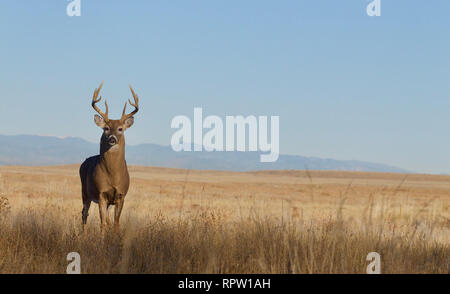 Whitetail Deer buck in den Great Plains prairie Grünland mit dem Rocky Mountain Foothills im Hintergrund Stockfoto