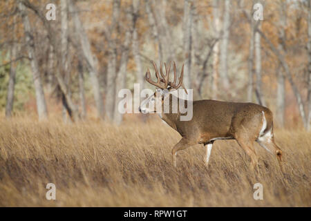 Whitetail Deer - eine Trophäe class buck Spaziergänge durch eine grasbedeckte Wiese mit einem Laubwald im Hintergrund Stockfoto