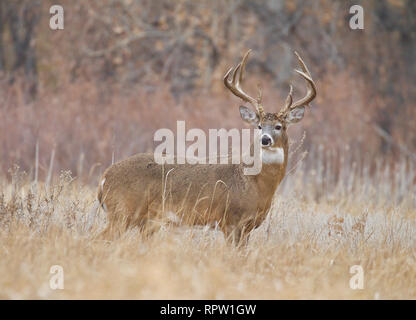 Whitetail Deer - eine Trophäe class Buck in einer natürlichen Wiese im Mittleren Westen der USA während der Jagdsaison Stockfoto