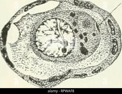 . Allgemeine Biologie. Biologie; Zellen. Abb. 79. Abb. SO.. Bitte beachten Sie, dass diese Bilder sind von der gescannten Seite Bilder, die digital für die Lesbarkeit verbessert haben mögen - Färbung und Aussehen dieser Abbildungen können nicht perfekt dem Original ähneln. extrahiert. Hertwig, Oscar, 1849-1922. Jena G. Fischer Stockfoto