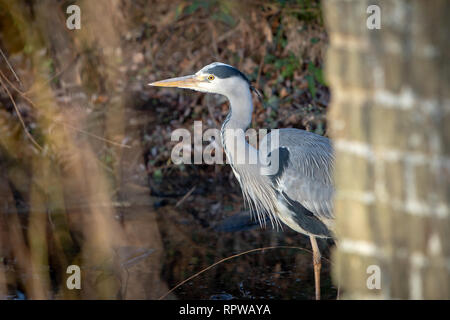 Heron mit silbernen und weißen Federn von Canal Plantage in Bushy Park, Hampton, Curt, London. Stockfoto