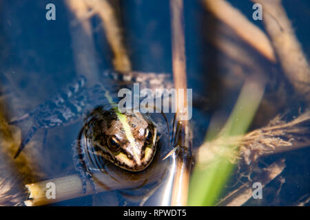 Großen grünen Frosch schwimmt auf dem Wasser Stockfoto