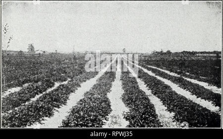 . Allens Buch der Beeren: 1929. Baumschulen (Gartenbau) Maryland Salisbury Kataloge; Baumschulen Maryland Salisbury Kataloge; Erdbeeren Maryland Salisbury Kataloge. 20 Allen's Buch der Beeren - 1929. Feine Premier Pflanzen. Besonders frühe Sorten PREMIER Howard (17) Premier, die Real Money Maker aller frühen Erdbeeren, mehr allgemeine Zufriedenheit als eine Vielzahl von Erdbeeren überhaupt eingeführt. Für den heimischen Garten, für den lokalen Markt, für den Versand von moderaten Distanzen, kein anderer kann mit ihm vergleichen. Lesen Sie die folgenden Premier Tatsachen: 1. Boden. Premier verdient guten Boden und guter Pflege Stockfoto