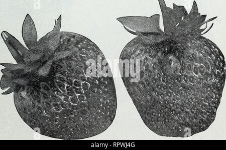 . Allens Buch der Beeren: 1929. Baumschulen (Gartenbau) Maryland Salisbury Kataloge; Baumschulen Maryland Salisbury Kataloge; Erdbeeren Maryland Salisbury Kataloge. Die W. F. Allen Co., Salisbury, Md. 17 besten Sorten zu Pflanzen für ihren Erfolg in wachsenden Erdbeeren wird sehr weitgehend abhängig von den Sorten, die Sie wählen. Sie werden die verschiedenen Beschreibungen in diesem Berry Buch präzise und zuverlässig finden. Einige der Sorten wir hohes Lob gegeben haben. Sie finden sie auch verdient. Andere Sorten, die in vielerlei Hinsicht sind gut, haben aber einige Schwächen, werden Sie gerade beschrieben finden Stockfoto