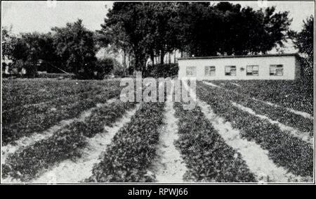 . Allens Buch der Beeren: 1929. Baumschulen (Gartenbau) Maryland Salisbury Kataloge; Baumschulen Maryland Salisbury Kataloge; Erdbeeren Maryland Salisbury Kataloge. Allens Buch der Beeren - 1929. Feine Pflanzen ausgehoben für Sie in diesem Frühjahr werden. Günstige Tatsachen für Strawberry Winzer • 1. Zurück kommen Sie schneller als von jeder anderen Früchte ernten. 2. Zurück kommen Sie früh in der Jahreszeit als jedes andere Obst ernten. 3. Ein "Glut" in anderen produzierenden Bereichen nicht von Lagern Sie Ihren Markt zu verletzen, wie mit Äpfeln und Pfirsichen getan ist. 4. Eine Überproduktion in Erdbeeren ein Jahr ist Stockfoto