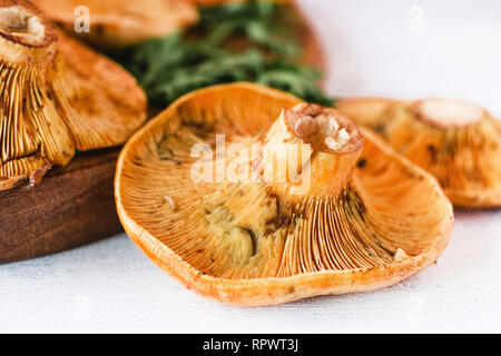 Rohen wilden Safran Milch cap Pilze, Pilz, Niscalos Rovellons Stockfoto