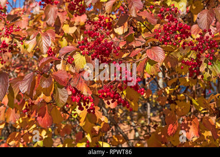 Schwarz Hawthorn Tree und Beeren im Herbst entlang der Blue Ridge Parkway in North Carolina Stockfoto