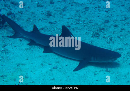 White-Tip Reef Shark, Triaenodon obesus, auf Sand ruhend, Nudi Rock Tauchplatz, Fiabacet Island, Misool, Raja Ampat, West Papua, Indonesien Stockfoto