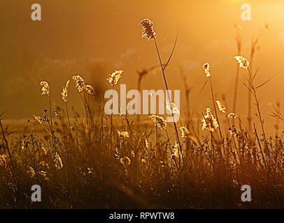 Die Sonne durchläuft einen Stock Dickicht von Phragmites australis, wodurch die Oberseiten der Schilf in eine märchenhafte Weise, während die Licht reflektiert Stockfoto