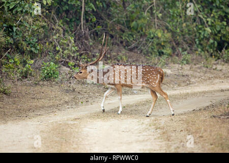 Chital, Achse, oder Spotted Deer (Achse). Hirsch oder männlich. Nach lager Geweih. Sexuell dimorphic. Kreuzung Fahrzeug Anschluss innerhalb von Corbett National Par Stockfoto