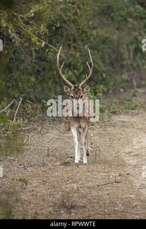 Chital, Achse, oder Spotted Deer (Achse). Erwachsene männliche oder Hirsch. Drei tined Geweih deuten darauf hin, dass er in einem Topzustand oder ​, weil er allein ist, vor kurzem von einem anderen in der Herde gerissen. Stockfoto