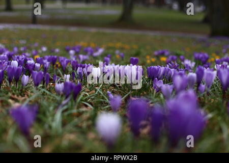 Lila, blühende, Krokus Blumen im Frühling im Park Stockfoto