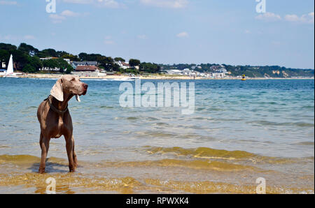 Dogge Hund, am Strand von Shell Bay, Studland, Swanage, Isle of Purbeck, Dorset, Großbritannien Stockfoto