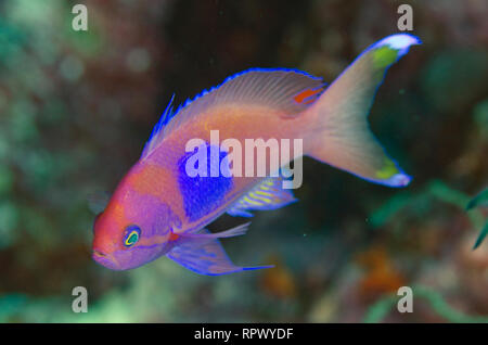 SQUAREspot Anthias, Pseudanthias pleurotaenia, Boo Point East Tauchplatz, Yilliet Island, Misool, Raja Ampat, West Papua, Indonesien Stockfoto