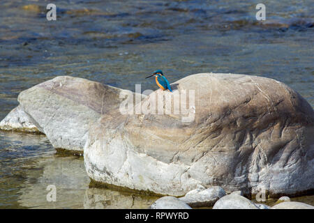 Gemeinsame oder Fluss Eisvogel (Alcedo atthis). Verwendet regelmäßig einen prominenten Barsch, von wo aus zu Tauchen Tauchen nach kleinen Fischen. Hier hocken auf einer Wasser-verschlissen, erodierten Stein oder Felsen. Stockfoto