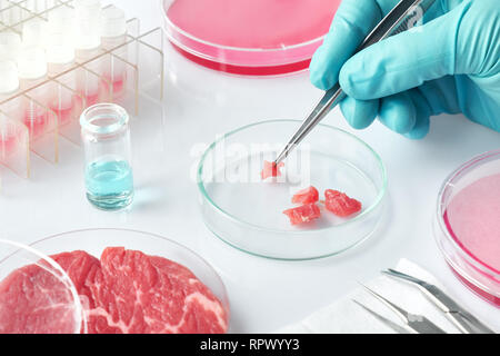 Fleisch Probe in offenen wiederverwendbare Zellkulturschale im modernen Labor oder Produktion. Konzept der sauberen Fleisch in vitro kultiviert aus einem Stockfoto