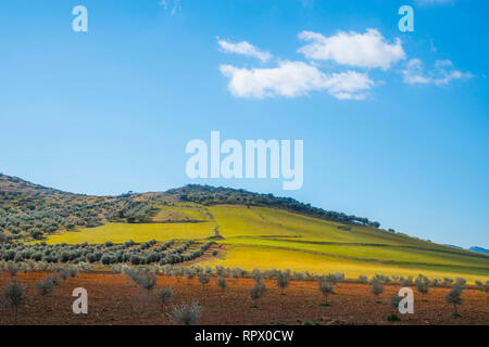 Olivenhaine. Fuente el Fresno, Ciudad Real Provinz, Castilla La Mancha, Spanien. Stockfoto