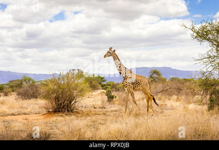 Erstaunlich afrikanische Giraffe auf Savannah Plains in Tsavo East Park, Kenia Stockfoto