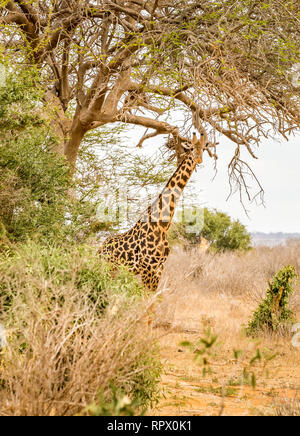 Erstaunlich afrikanische Giraffe auf Savannah Plains in Tsavo East Park, Kenia Stockfoto