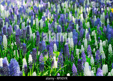 Blau und Weiß bluebell Blumenbeet Hintergrund in der niederländischen Park Stockfoto