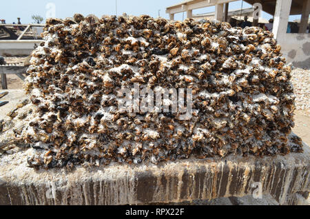 Die Bereiche für die traditionelle Produktion von getrockneten, geschmort und gesalzener Sardinellen (Kejax getrockneten Fisch) in der Nähe von Mbour Senegal Stockfoto