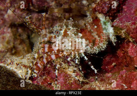 Marbled Shrimp, Saron sp, Nachttauchgang, Arborek Jetty Tauchplatz, Arborek Island, Dampier Straits, Raja Ampat, West Papua, Indonesien Stockfoto