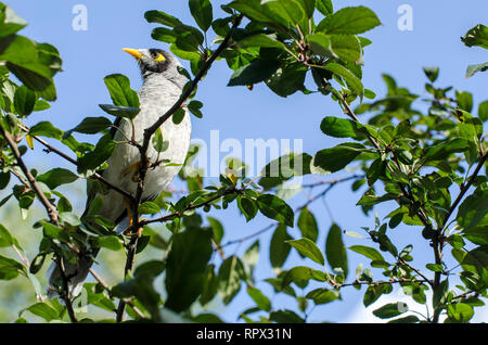 Laut Miner Vogel (Manorina Melanocephala) in einem Baum, Australien Stockfoto