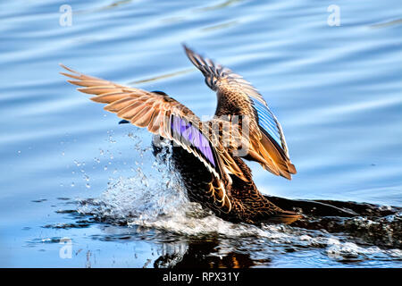 Pacific Black Duck (Anas superciliosa) Landung auf einem See, Australien Stockfoto