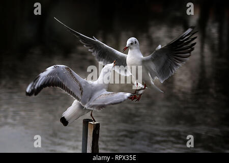 Zwei Vögel kämpfen, Japan Stockfoto