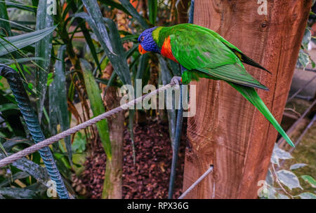 Colchester, Essex, Großbritannien - 27 Juli, 2018: Single rainbow lorikeet thront auf einem Stahlseil. Closeup shot mit seitlichen Blick auf den Vogel. Stockfoto