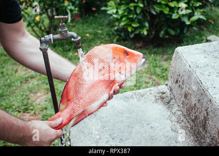 Man Waschen eines Red Snapper unter einem mit fließendem Wasser, Seychellen Stockfoto