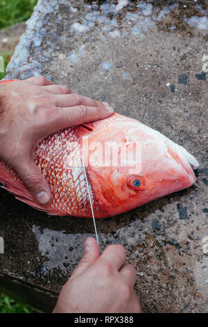 Mann Vorbereitung einer Red Snapper, Seychellen Stockfoto