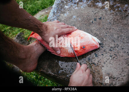 Mann Vorbereitung einer Red Snapper, Seychellen Stockfoto