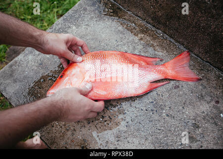 Mann Vorbereitung einer Red Snapper, Seychellen Stockfoto