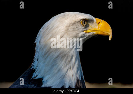 Portrait von ein Weißkopfseeadler, British Columbia, Kanada Stockfoto