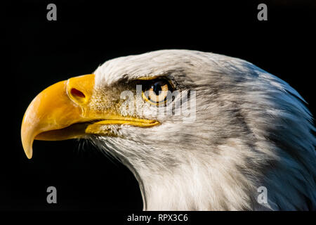 Portrait von ein Weißkopfseeadler, British Columbia, Kanada Stockfoto