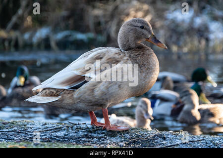 Weibliche Stockente stehen auf einer Wand, British Columbia, Kanada Stockfoto