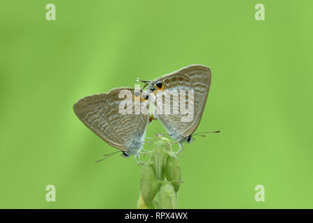 Zwei Schmetterlinge auf eine Pflanze, Paarung, Indonesien Stockfoto