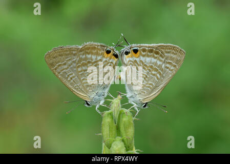 Zwei Schmetterlinge auf eine Pflanze, Paarung, Indonesien Stockfoto