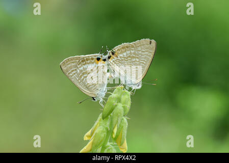 Zwei Schmetterlinge auf eine Pflanze, Paarung, Indonesien Stockfoto