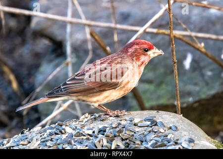 Porträt einer House finch Vogel, British Columbia, Kanada Stockfoto