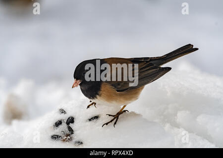 Dark-eyed Junco essen Sonnenblumenkerne, British Columbia, Kanada Stockfoto