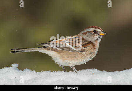 Zoologie/Tiere, Vogel/Vögeln (Aves), amerikanische Tree Sparrow (Spizella arborea) im Winter in der Nähe von Thornt, Additional-Rights - Clearance-Info - Not-Available Stockfoto