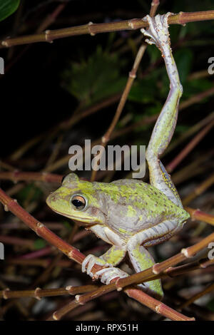 Zoologie/Tiere, Amphibien (Amphibia), Kubanische Laubfrosch (Osteopilus septentrionalis) Nachts auf dem, Additional-Rights - Clearance-Info - Not-Available Stockfoto