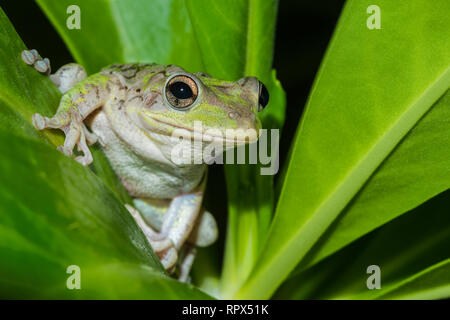 Zoologie/Tiere, Amphibien (Amphibia), Kubanische Laubfrosch (Osteopilus septentrionalis) Nachts auf dem, Additional-Rights - Clearance-Info - Not-Available Stockfoto