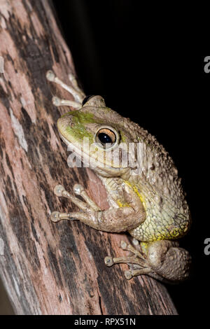 Zoologie/Tiere, Amphibien (Amphibia), Kubanische Laubfrosch (Osteopilus septentrionalis) Nachts auf dem, Additional-Rights - Clearance-Info - Not-Available Stockfoto