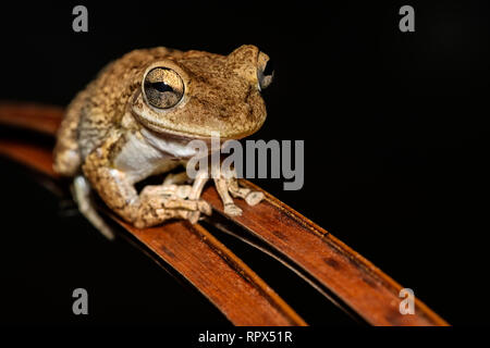 Zoologie/Tiere, Amphibien (Amphibia), Kubanische Laubfrosch (Osteopilus septentrionalis) Nachts auf dem, Additional-Rights - Clearance-Info - Not-Available Stockfoto