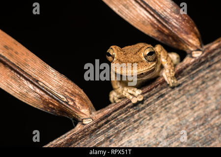 Zoologie/Tiere, Amphibien (Amphibia), Kubanische Laubfrosch (Osteopilus septentrionalis) Nachts auf dem, Additional-Rights - Clearance-Info - Not-Available Stockfoto